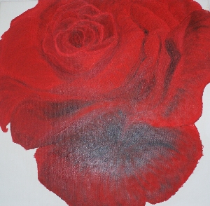 Rosa rossa