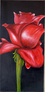 Rosa Rossa